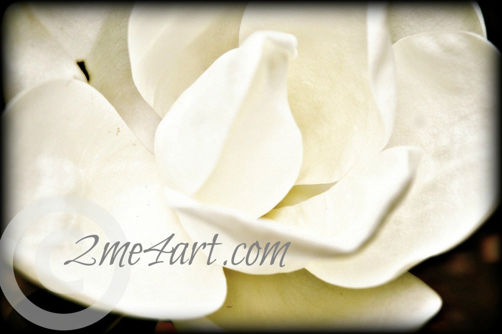 The Magnolia Blossom