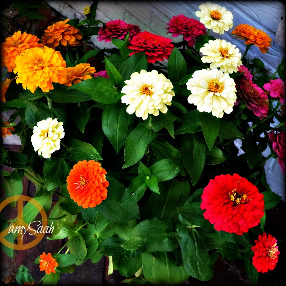 my zinnia do not look like that