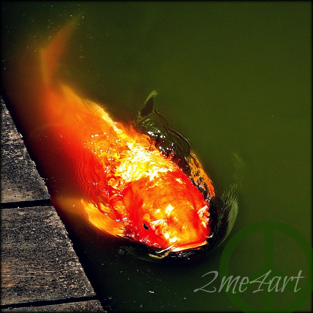 Orange Koi in green water