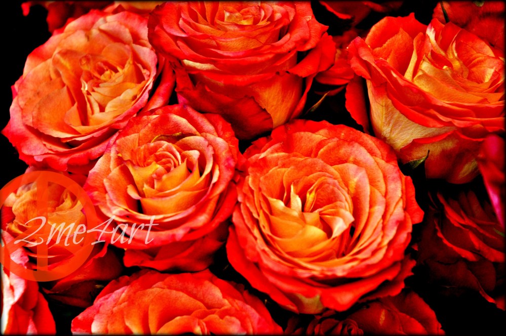 orange roses from Western