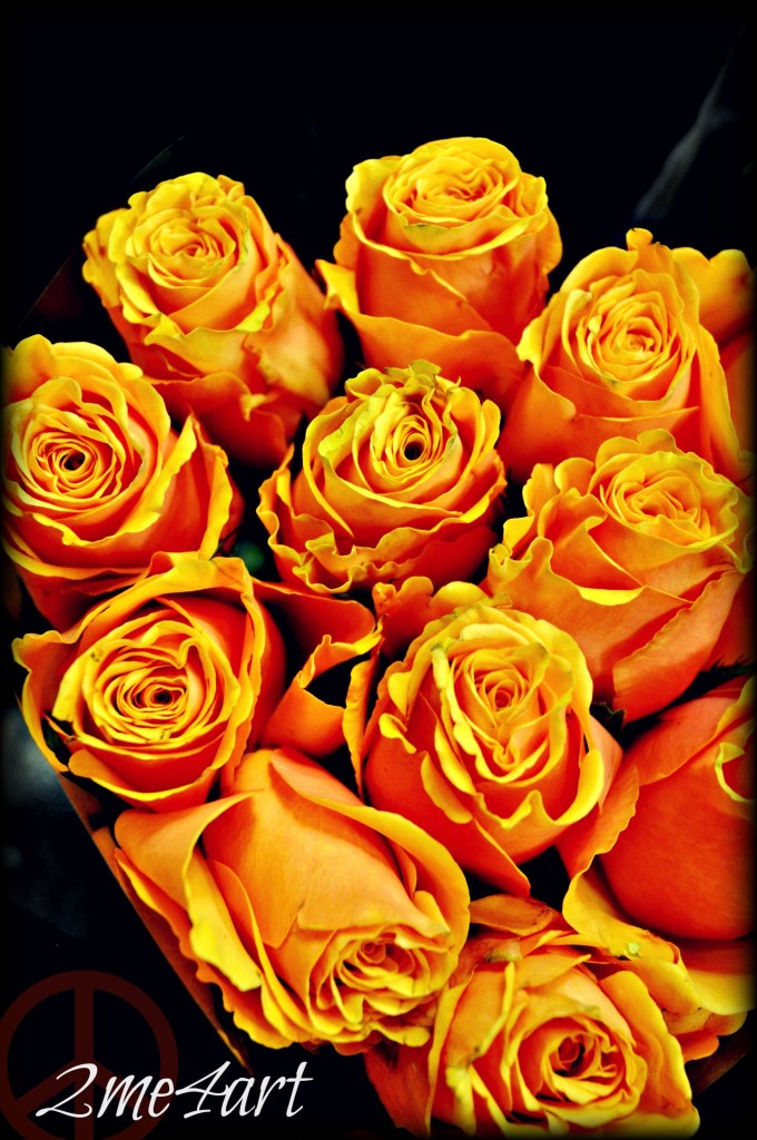 orangeroses