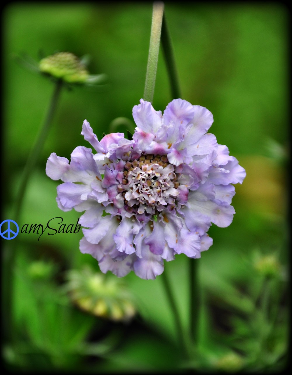 Purple Pincushion flower