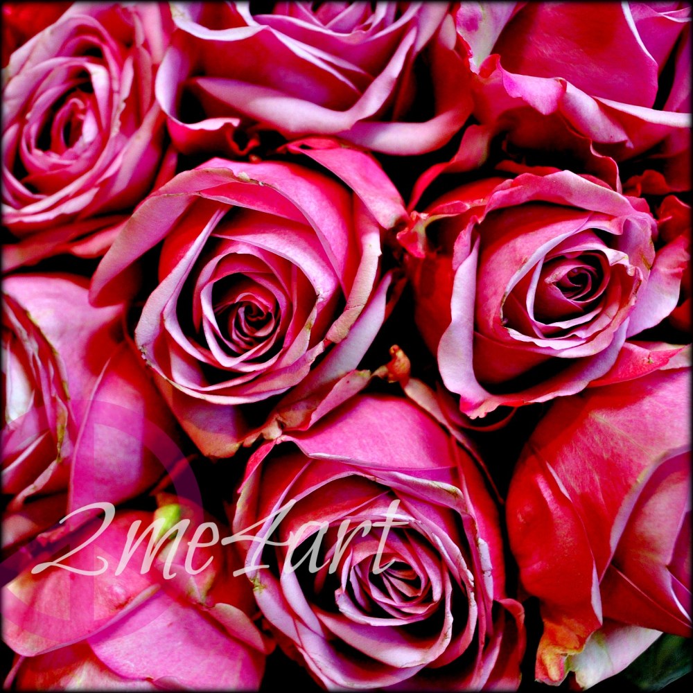 pinkroses