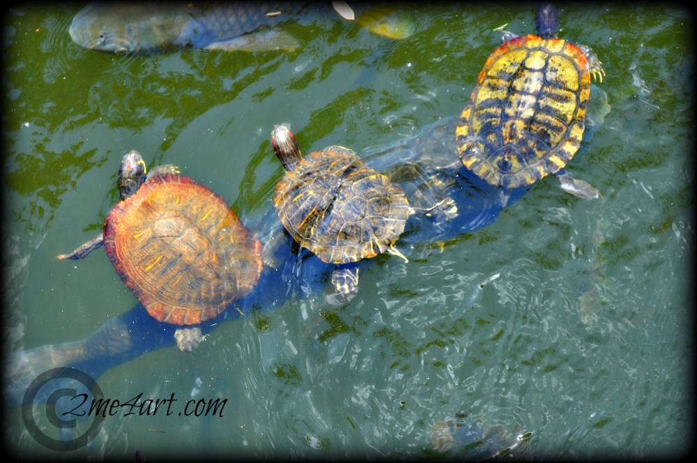 three turtles on a fish