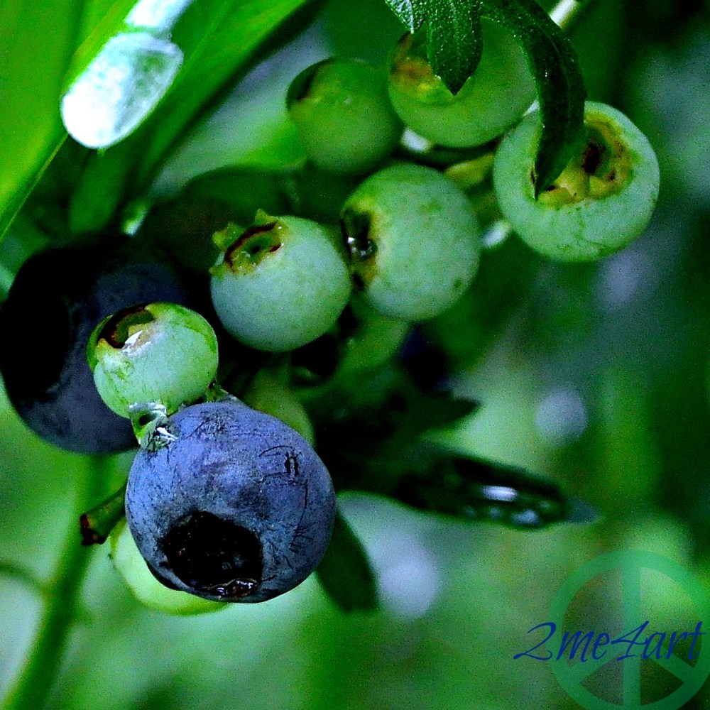 turning blueberries