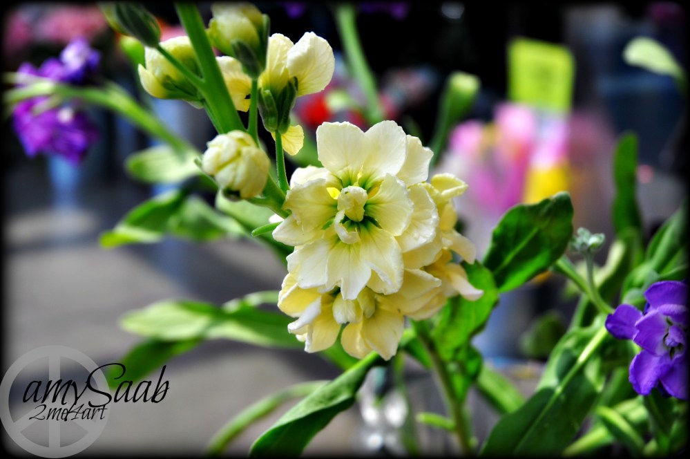 beautiful flowers & a riot of color