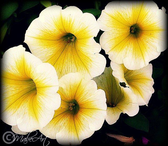yellow tulips