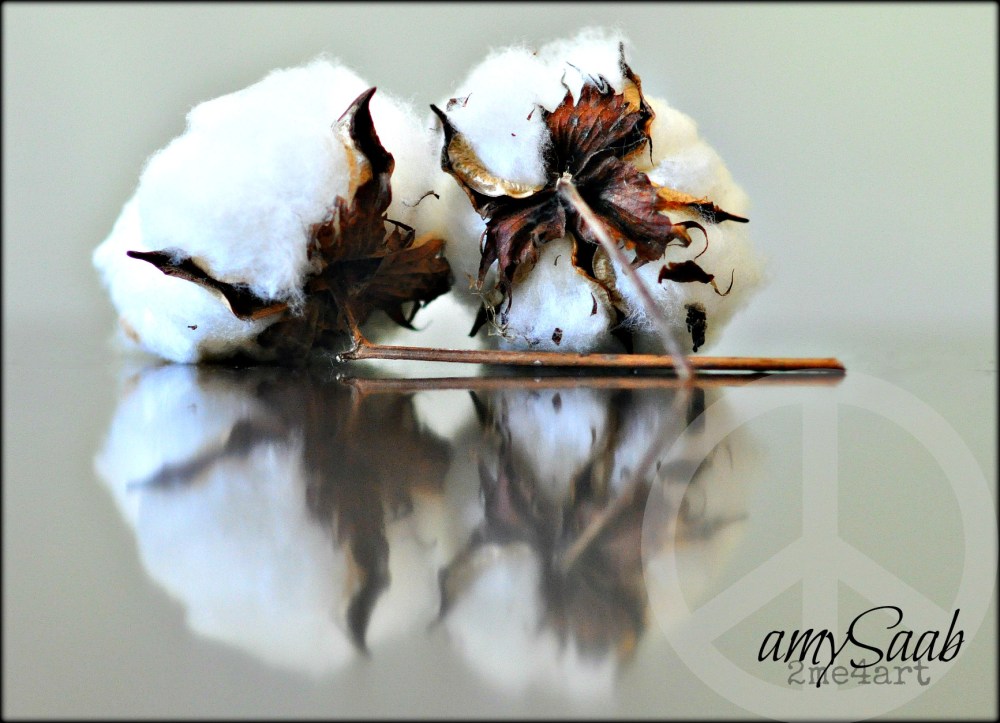 Alabama Cotton