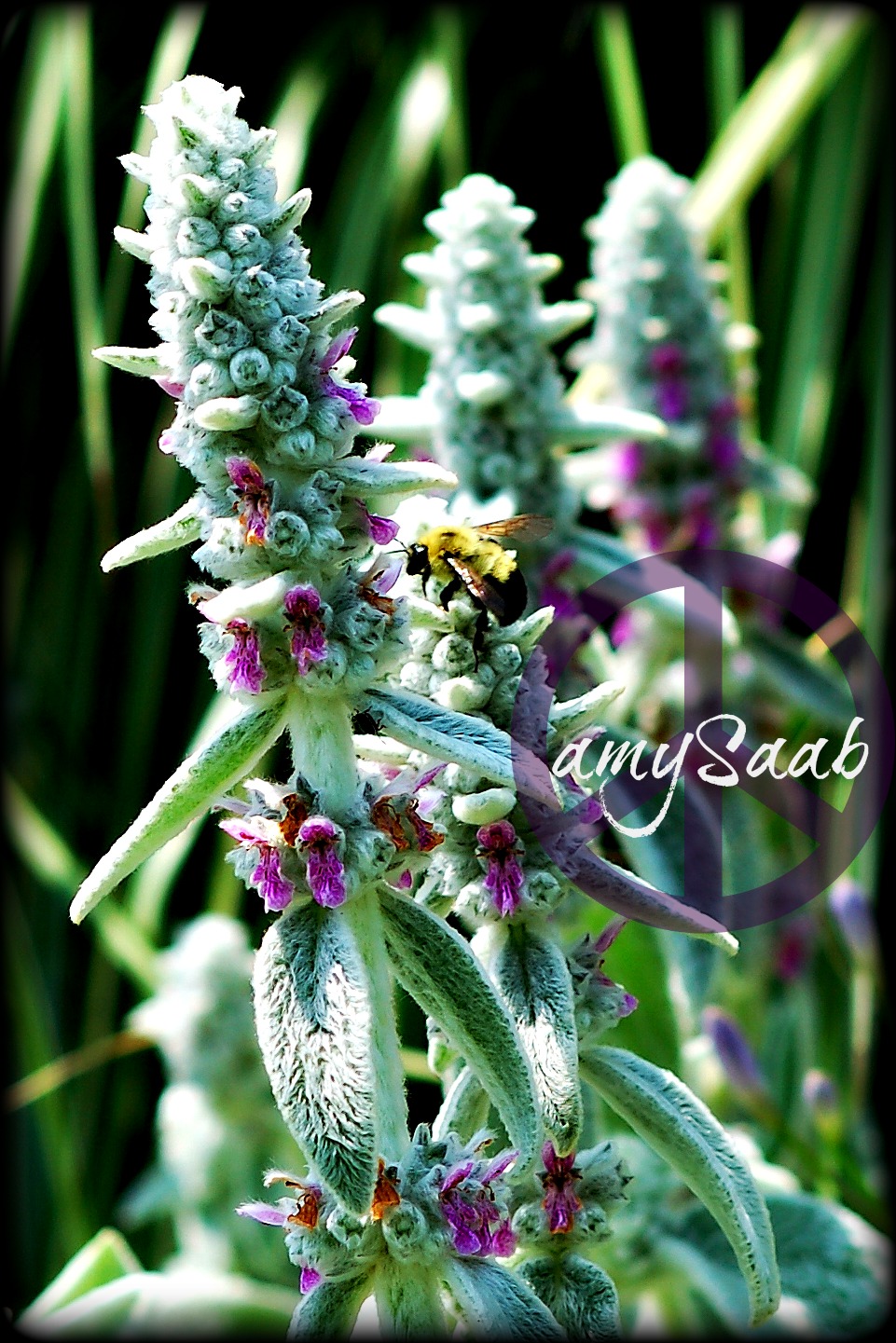 I think Yellow Bees with silver leaves, blush me purple