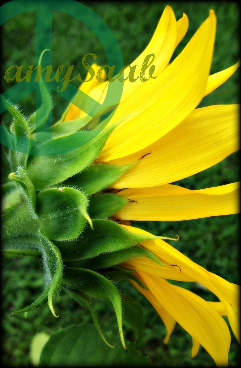 Love me a little Sir Elton John