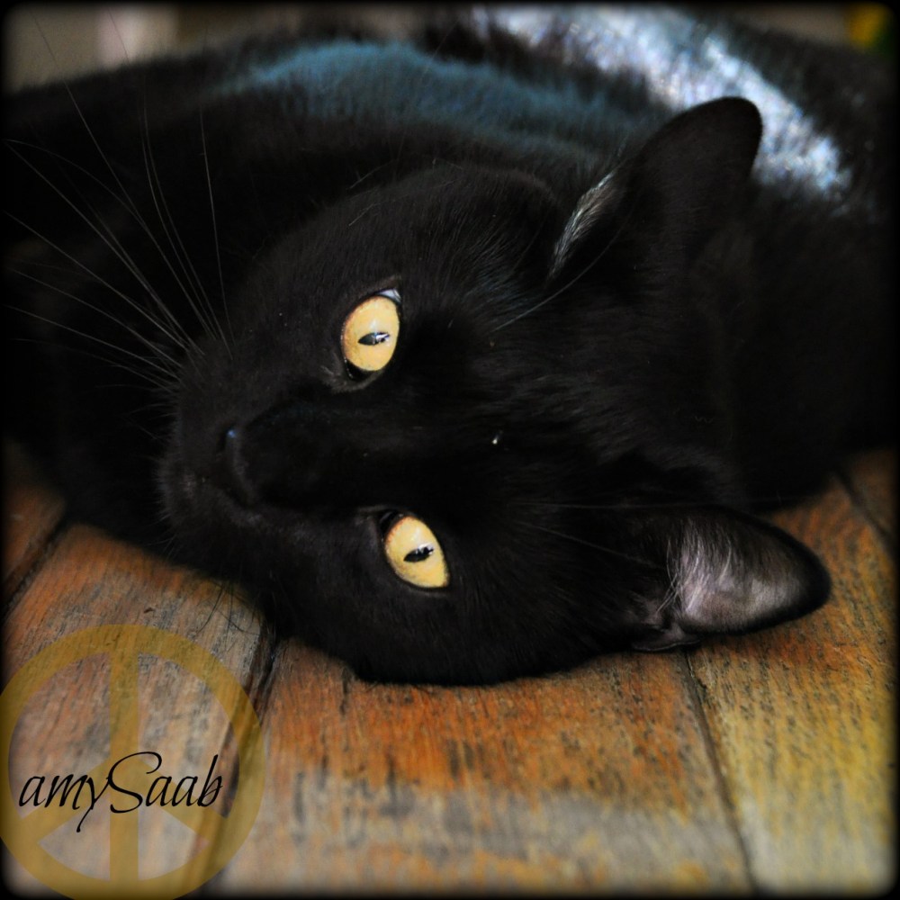 The amazingly stunning no-talent-cat, Ivy