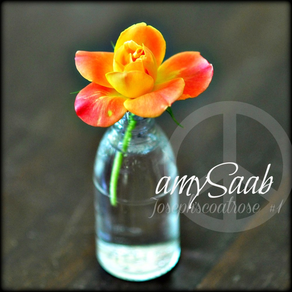 my first rose from new bushes