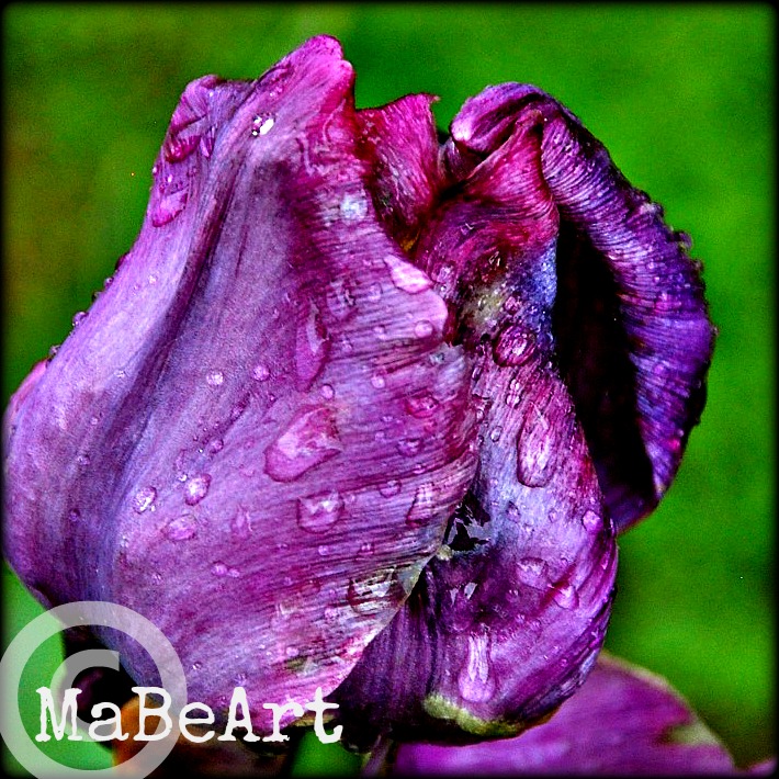 purple tulip