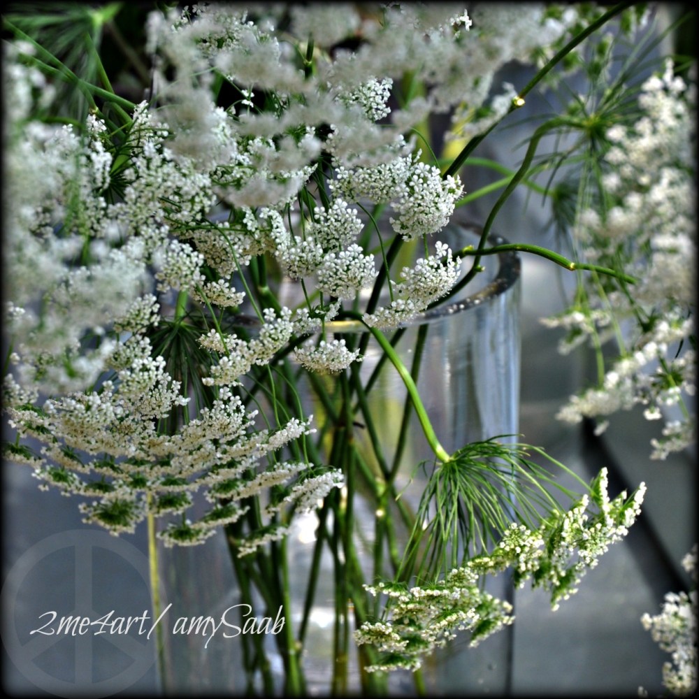 queen ann's lace