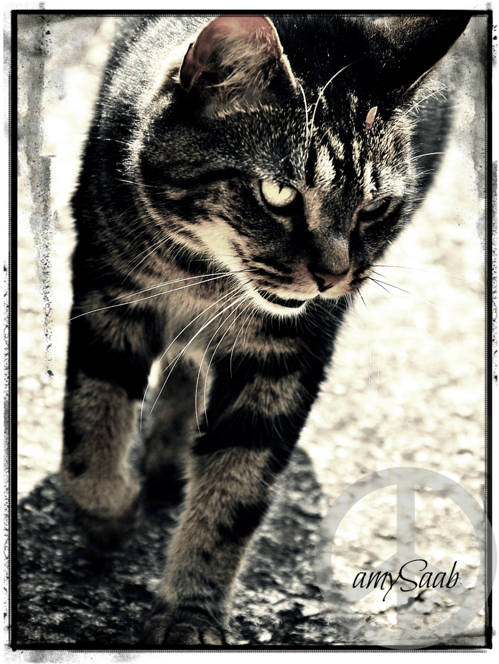 Um, Hobbes you've got something stuck in your fur