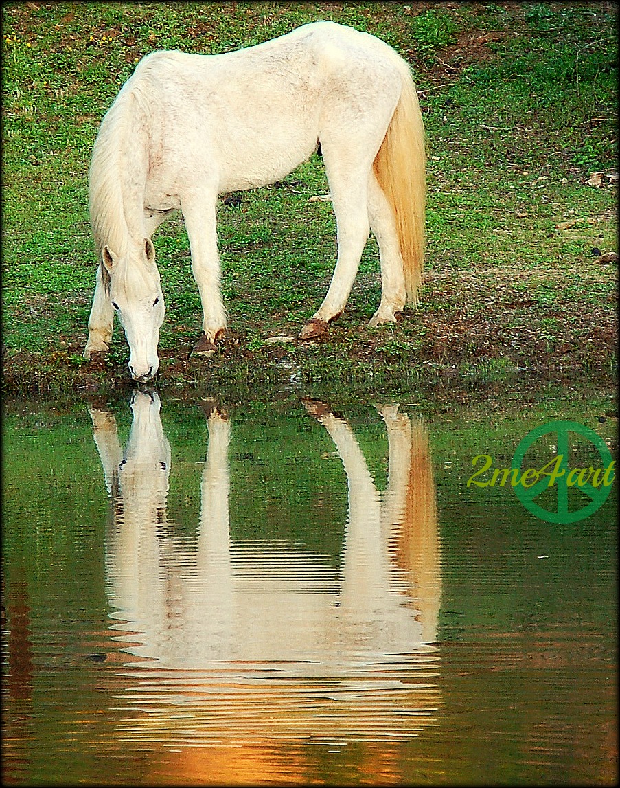 two white horses nose to nose