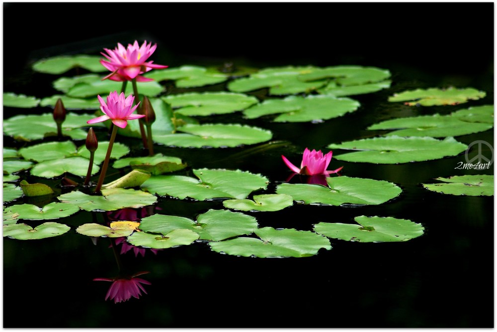 waterlilies @ Birmingham botanical gardens