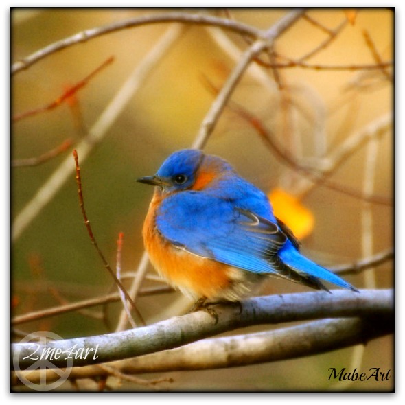 all fluffed up bluebird