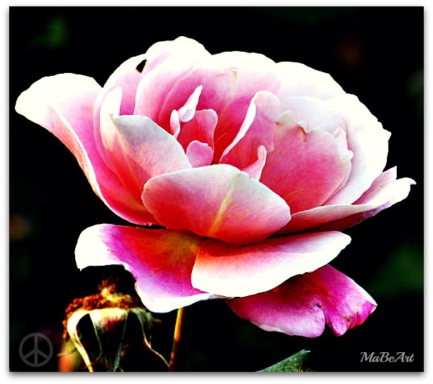 Birmingham Botanical Gardens