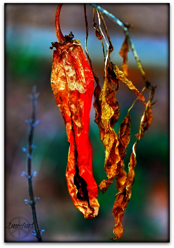 how does your garden fade