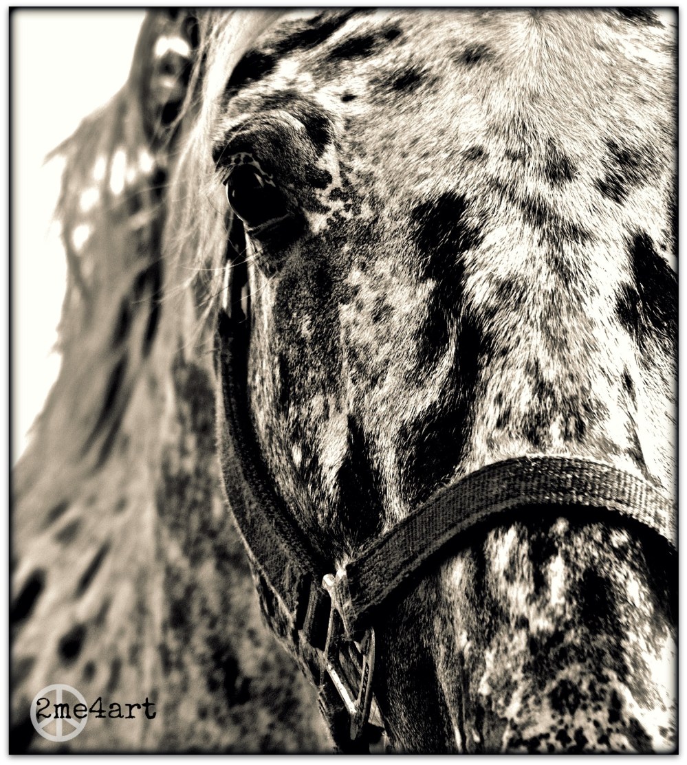 chocolate chip ice cream horse
