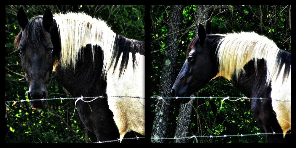 black & blue horse