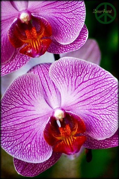 open your mouth & say ahhhh