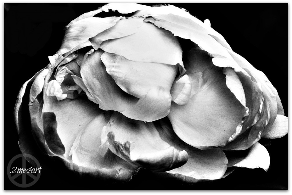 this opening peony looks like a goose tush