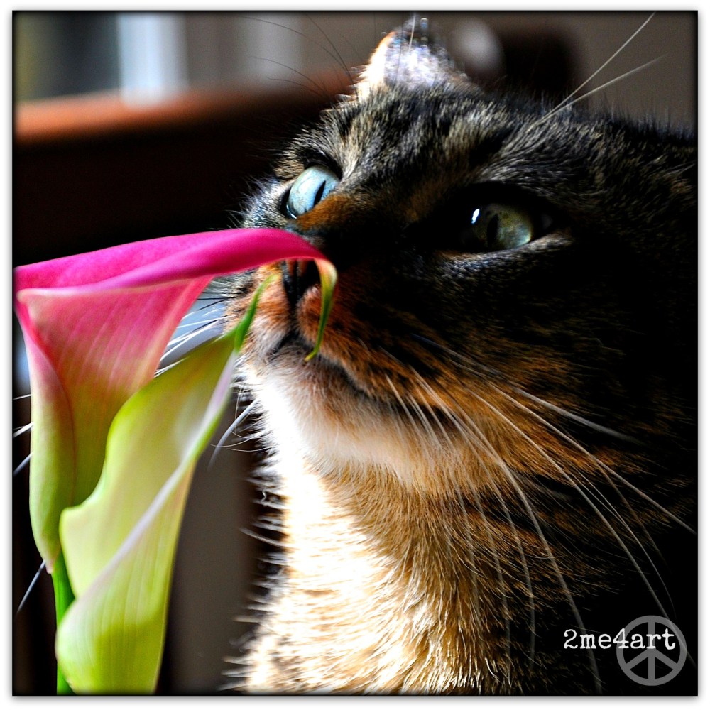 time to smell the lilies