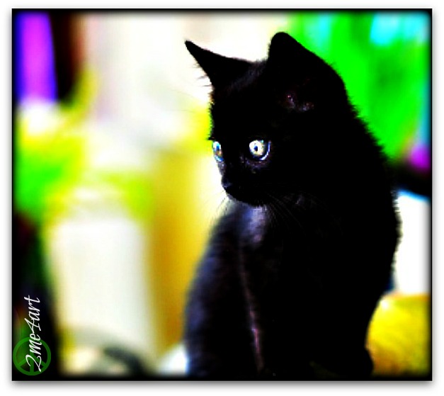 black kitten