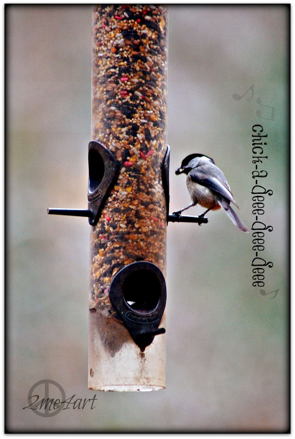 bird feeder time or growling at fearless squirrels
