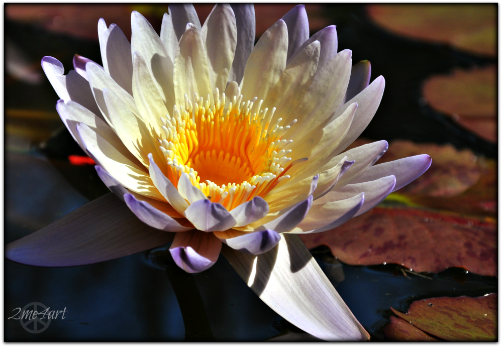 waterlily sunbathing