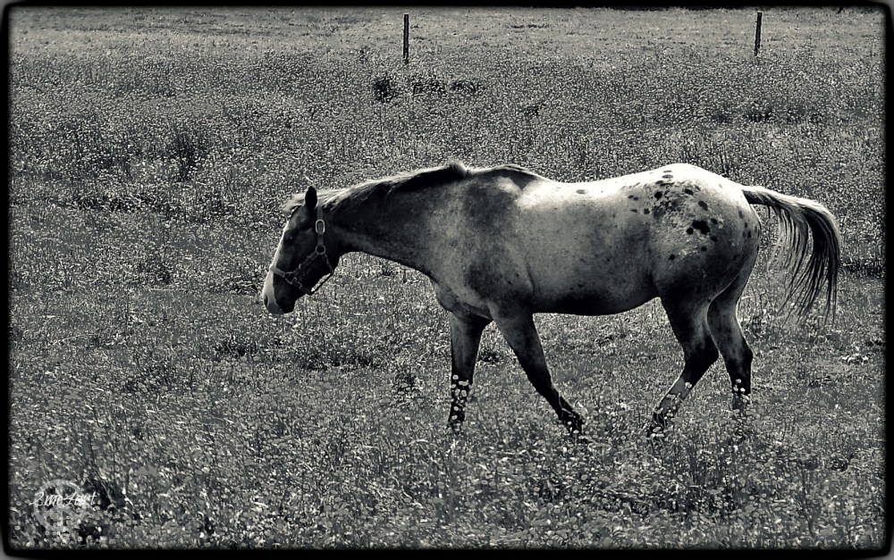 horse in a field of buttercups
