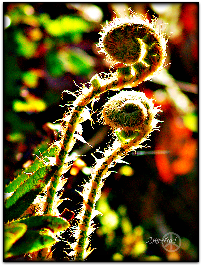 fiddleheads outshining the sun
