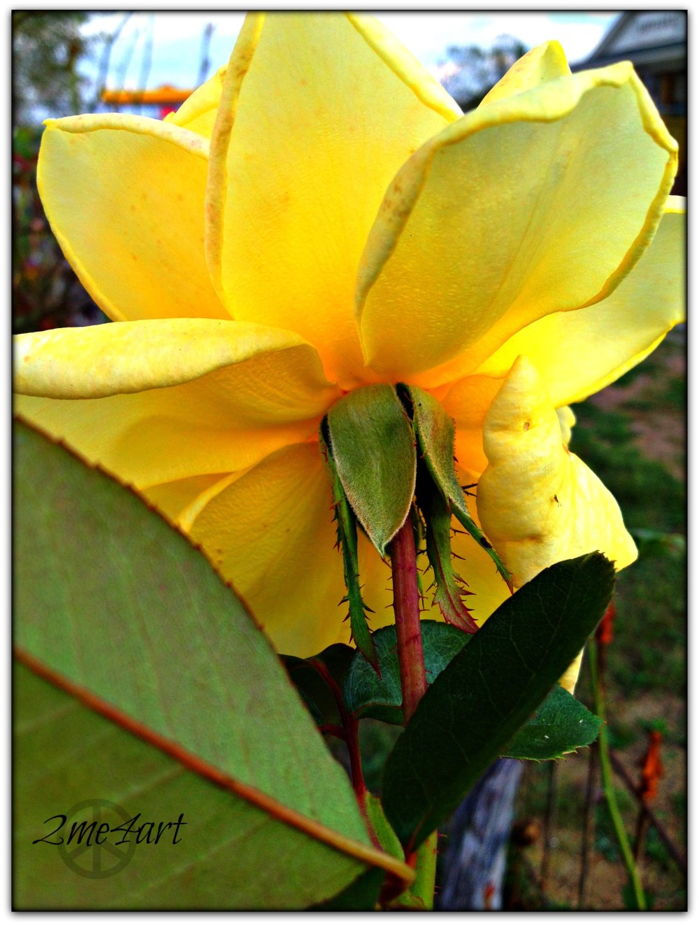 backside of a yellow rose