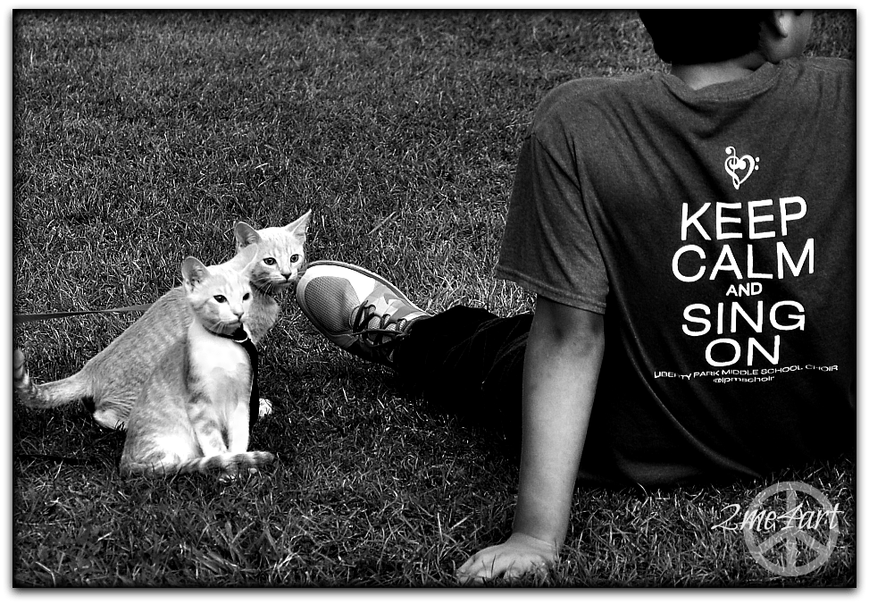 keep calm & meow on