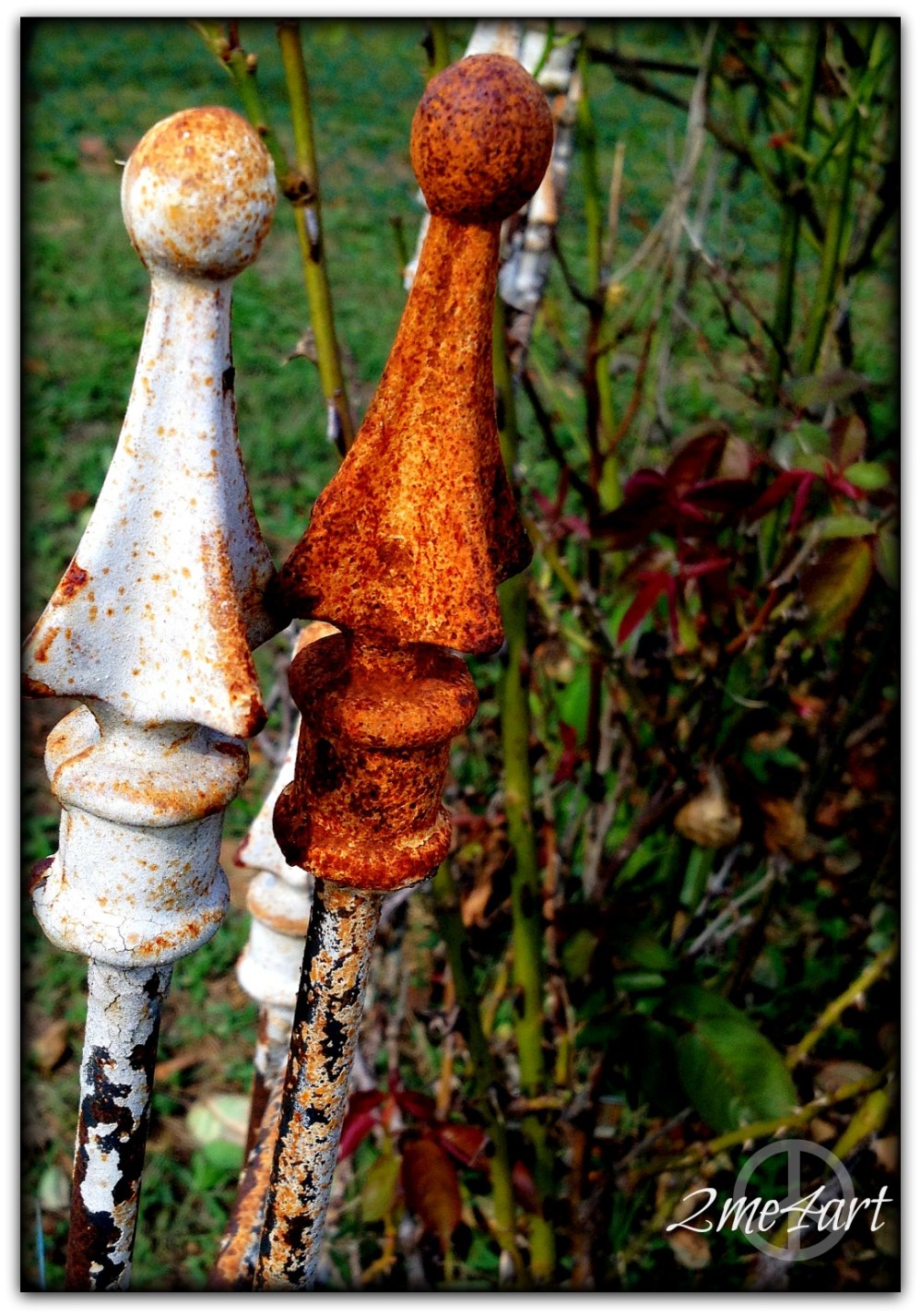 rose garden goes wild