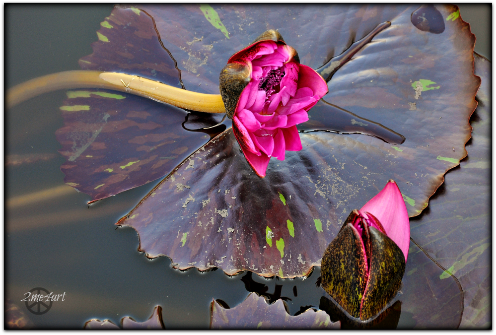 opening October 2o, 2o13