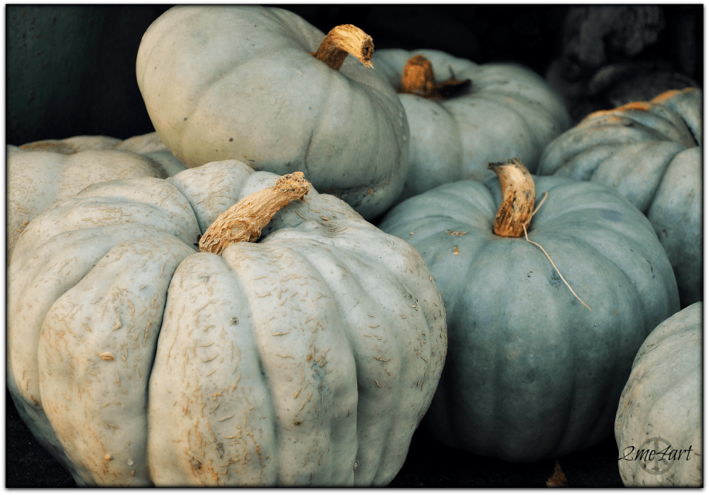 scared the orange right off the pumpkins