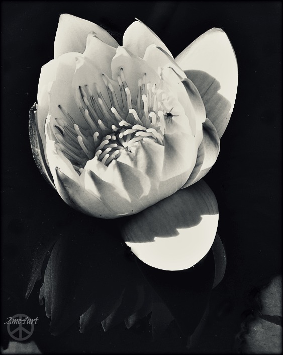 waterlily ready to face the world