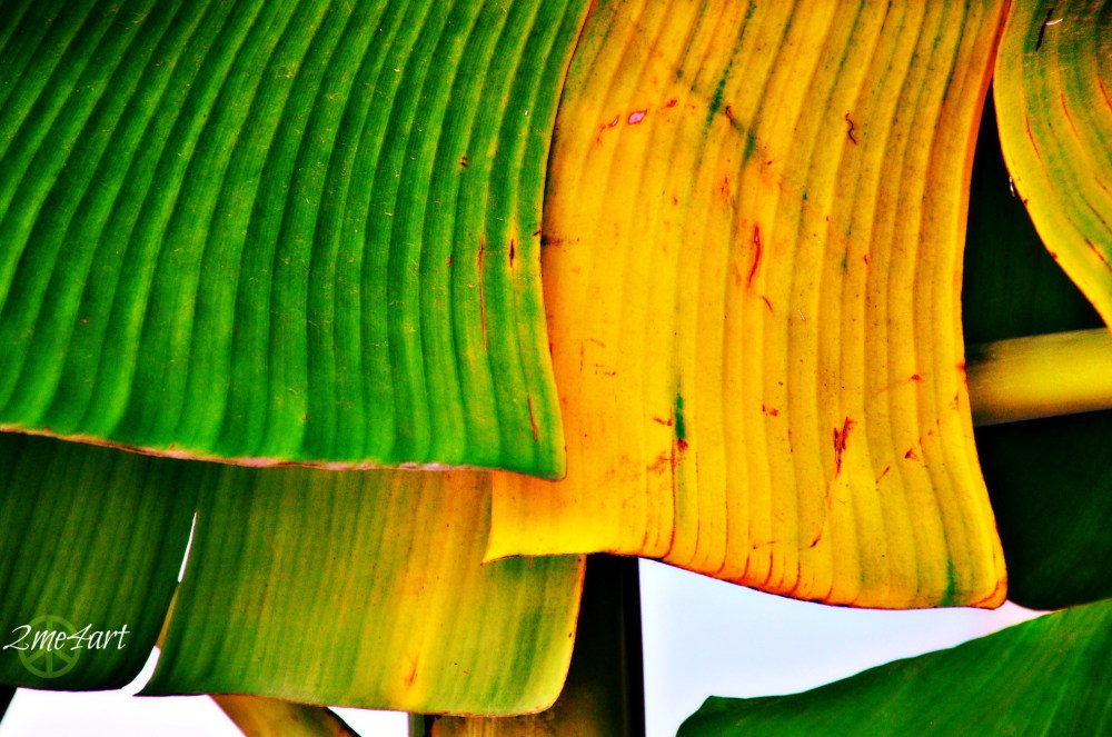 leaves hanging on the line