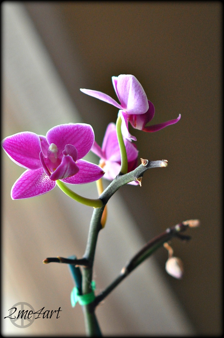 wee pink orchid