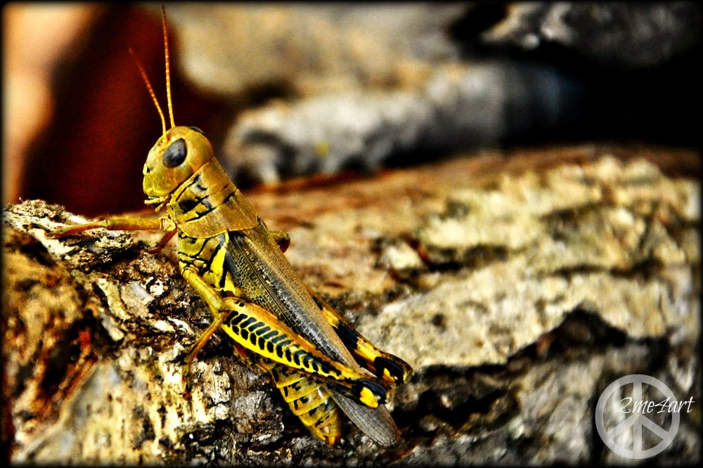 locusts & grasshoppers are the same thing