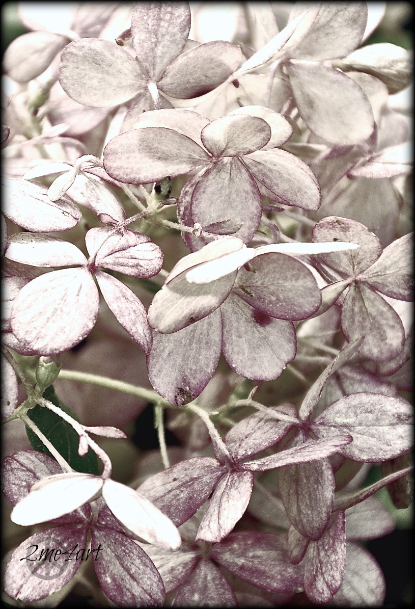 edged in pink