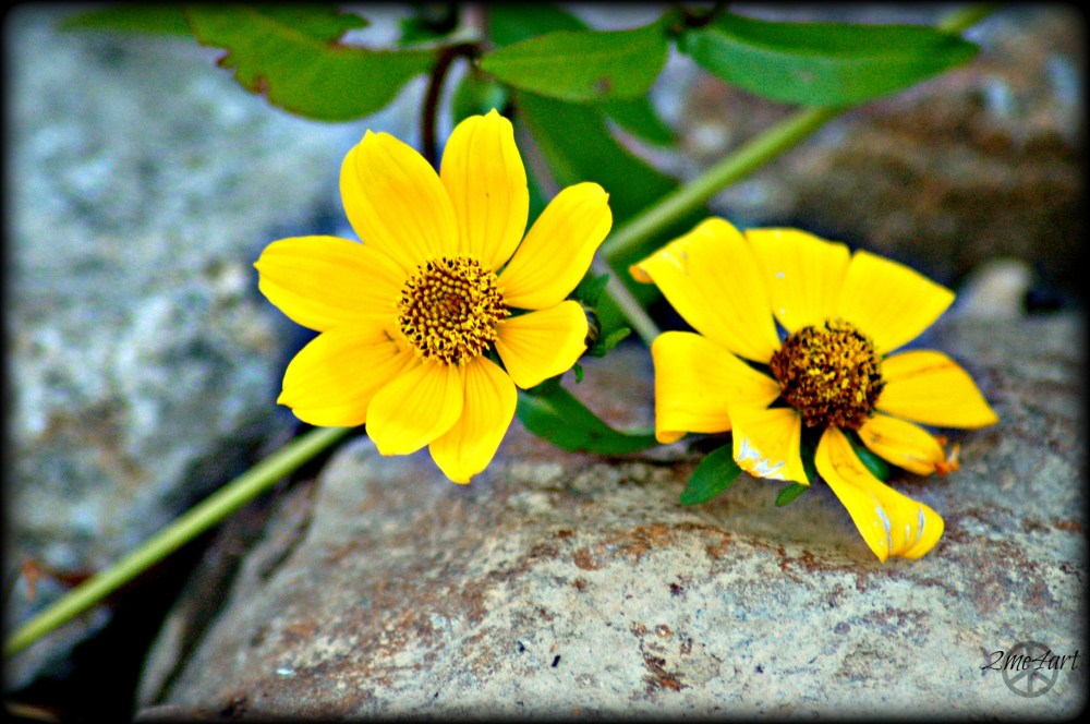 two wee yellow flowers