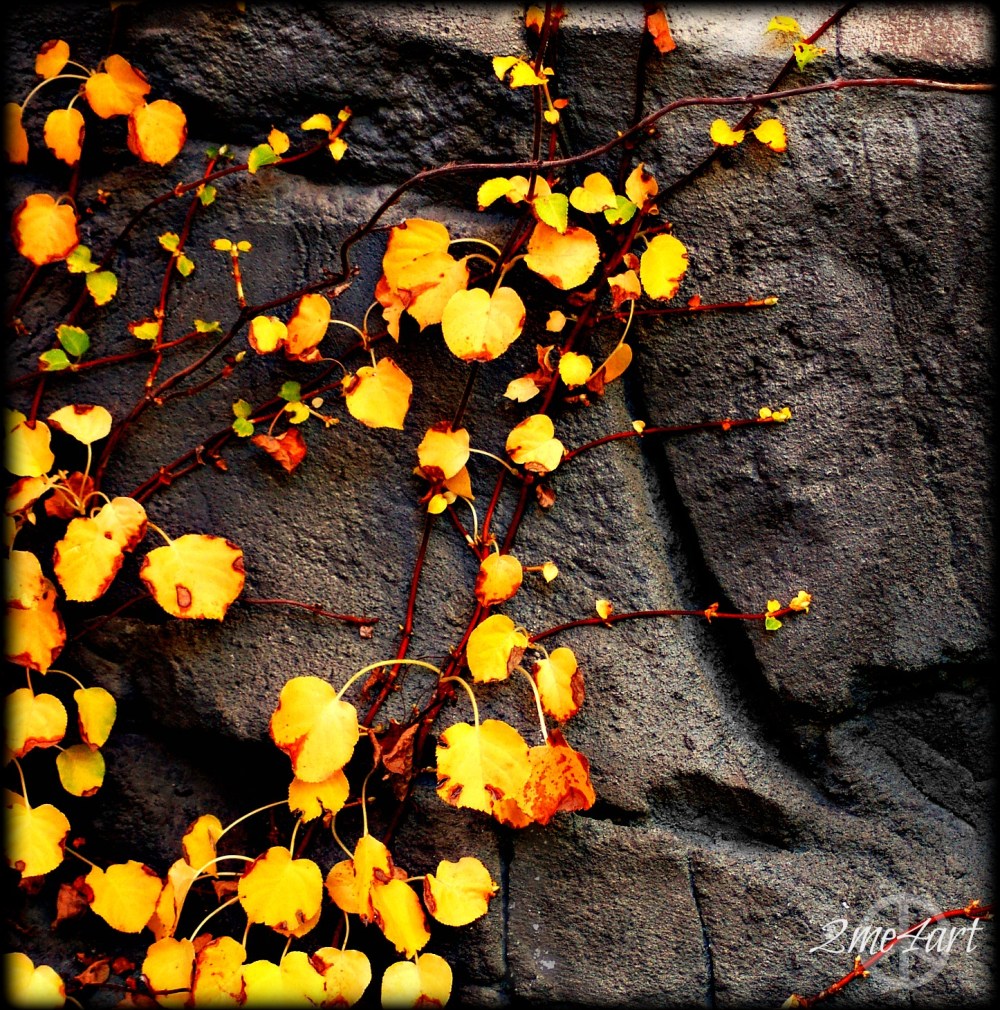 gold is rock climbing