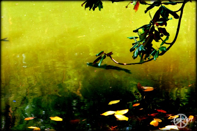 one fish & one fish tail