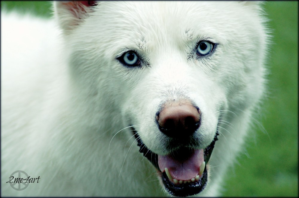 wet white love muffin