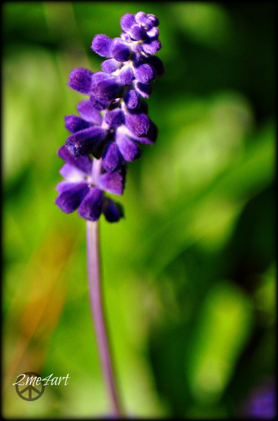 purple velvet stands in November