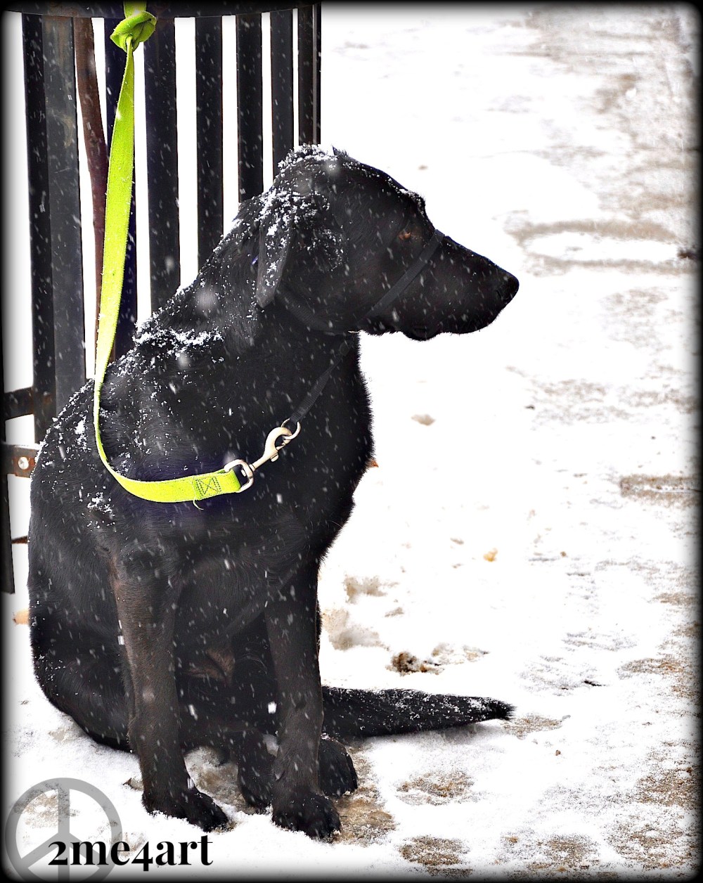 black Labrador in white snow